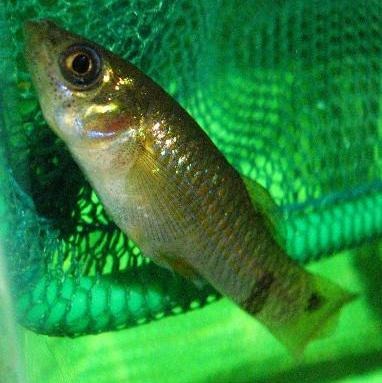 Poecilia sp. ?