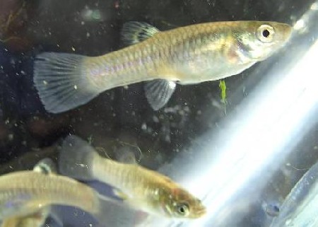Poecilia caucana