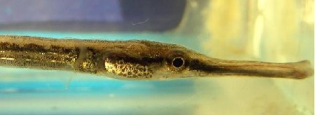 S&uuml;&szlig;wassernadel